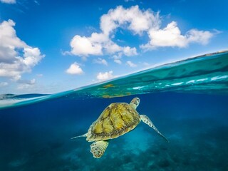 Scientists increasingly believe turtles are able to plot a magnetic map featuring important places such as nesting or feeding spots. 
Image: Shutterstock