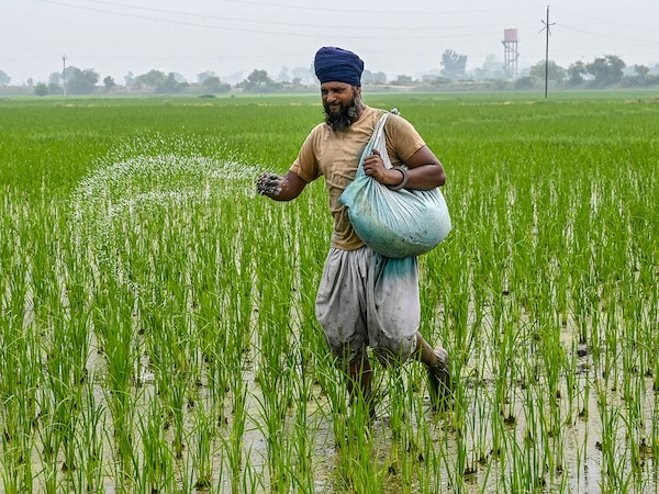A farmer sprinkles fertiliser in a paddy field on the outskirts of Amritsar on July 5, 2025.
Image: Narinder Nanu / AFP