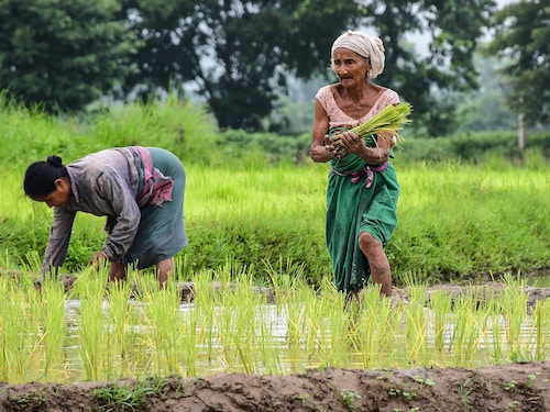 Women plant rice saplings in a paddy field on the outskirts of Guwahati, India, on July 20, 2025. 
Image: Anuwar Hazarika/NurPhoto via Getty Images