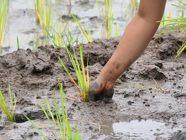 The area covered under kharif crops was 76 percent of the normal area. Crop wise, sowing in rice has accelerated. 
Image: Anuwar Hazarika/NurPhoto via Getty Images