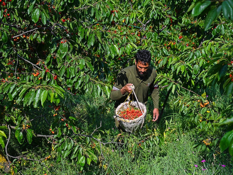 A farmer carries a basket filled with cherries picked from an orchard on May 26, 2025, on the outskirts of Srinagar, India. Cherry harvesting gathered momentum across the Valley, and a bumper harvest is expected this season due to the favourable weather conditions. Cherry is being cultivated on around 2,800 hectares, and most of the produce is exported to metropolitan cities such as Mumbai and Delhi.