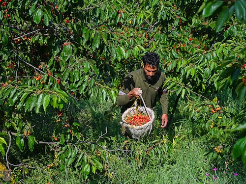 A farmer carries a basket filled with cherries picked from an orchard on May 26, 2025, on the outskirts of Srinagar, India. Cherry harvesting gathered momentum across the Valley, and a bumper harvest is expected this season due to the favourable weather conditions. Cherry is being cultivated on around 2,800 hectares, and most of the produce is exported to metropolitan cities such as Mumbai and Delhi.