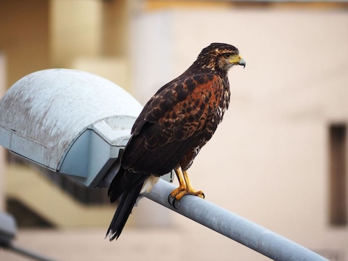  <p>A Harris"s Hawk (Parabuteo unicinctus), perched on a lamppost, hunting in the middle of Lima city. Since the mandatory coronavirus quarantine was instituted, wild animals have begun to take over the city quickly</p>