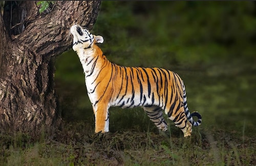  <p>A tigress is seen scent marking territories at the Kanha National Park, one of the best tiger reserves in the country. The staff of the national park is exceptionally dedicated and disciplined. Thanks to them, the movement of the safari vehicles is well-controlled especially when there is a tiger sighting, so that they are not disturbed.</p>