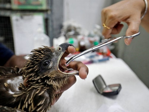  <p><span>A vet provides medicine to an eagle at Jivdaya Charitable Trust, a non-governmental rehabilitation centre for birds and animals, <span>after it was dehydrated due to heat </span>during hot weather in Ahmedabad, India, May 11, 2022.</span></p>