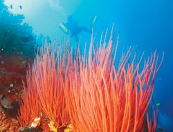 A drifter's Life: Diver floating over soft coral in Bali