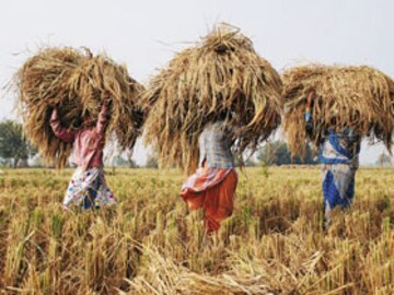 Foodgrains - Stemming the Rot