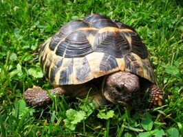 Sustainable Practices: Engaging Consumers and Suppliers