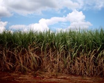 Brazils Biofuel Revolution: Power of Sugarcane