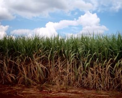 Brazils Biofuel Revolution: Power of Sugarcane