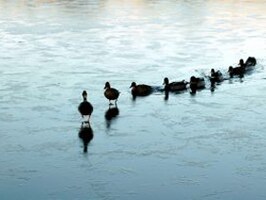 The Significant Gap Between Society And Organizations