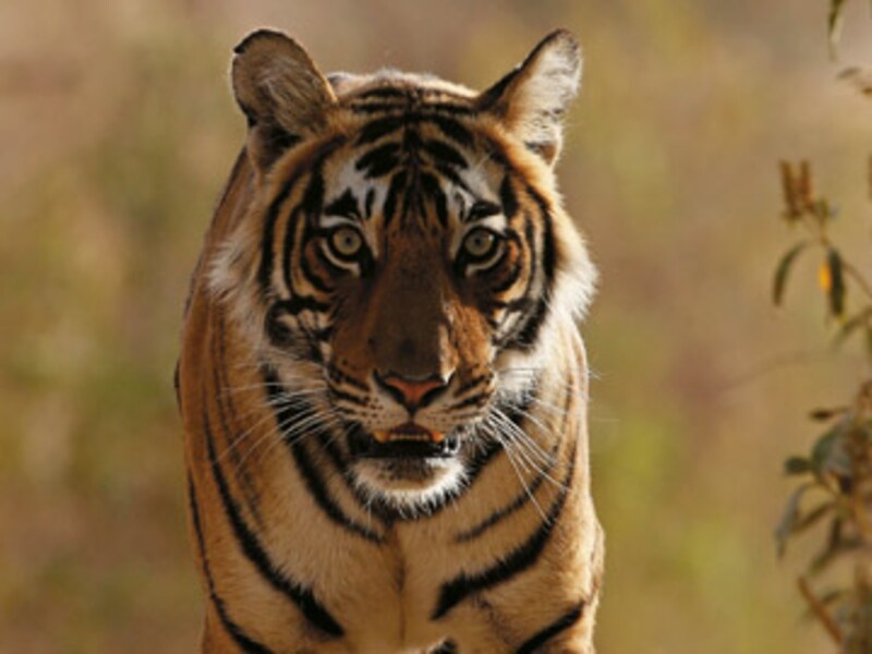 65 Things We Love About India