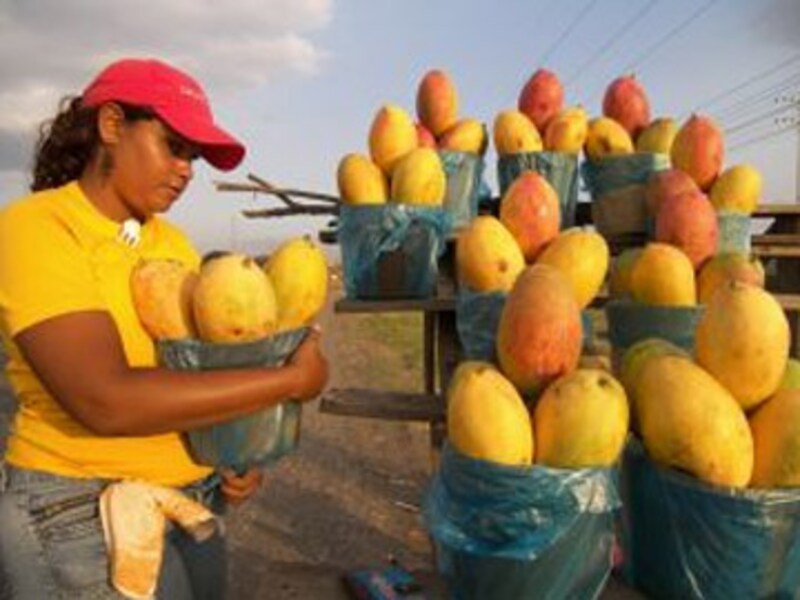 Heat and Mangoes