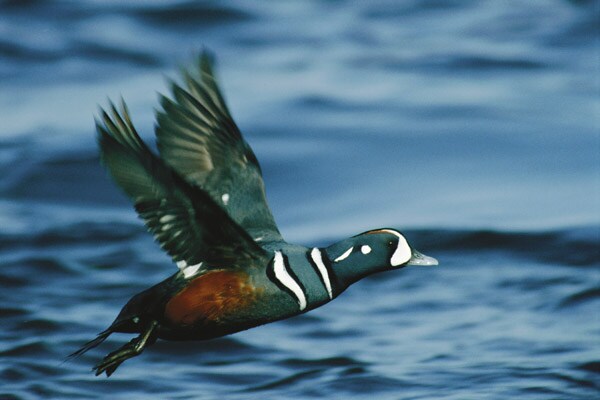 mg_66503_harlequin_duck_280x210.jpg