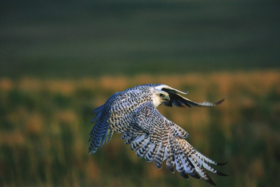 Iceland on the wing