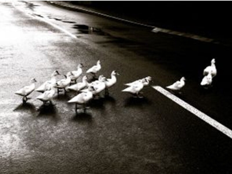 What Every Successful Leader Knows About The Chicken And The Egg