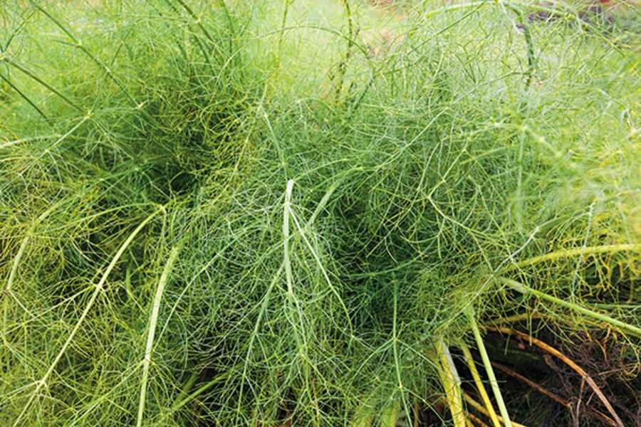 FirstAgro: Growing Zero-Pesticide Crops