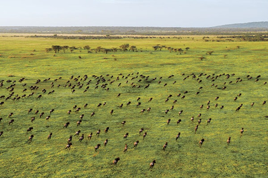 Tanzania's Mwiba Lodge: Where luxury and wildlife meet