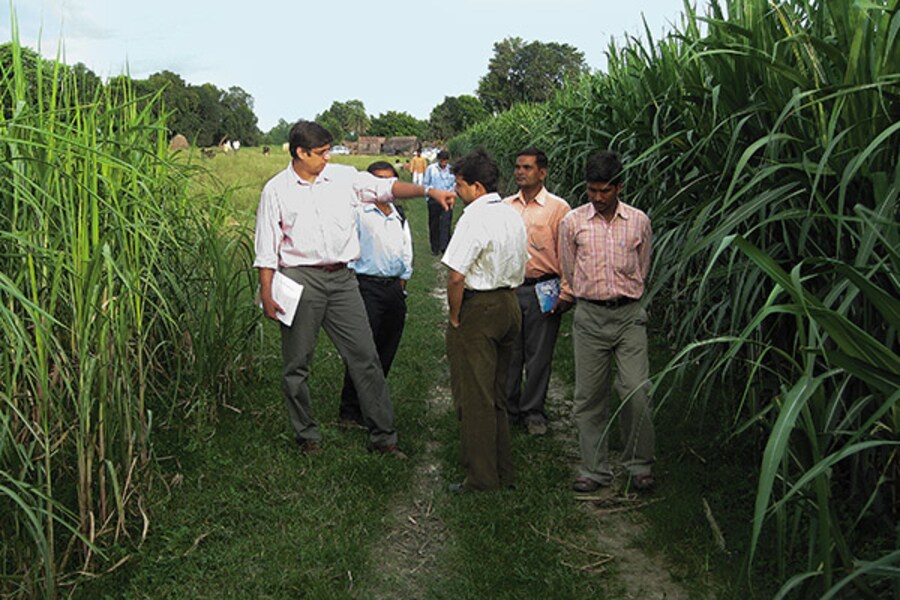 A Pilot Project to Increase UP's Sugarcane Yields