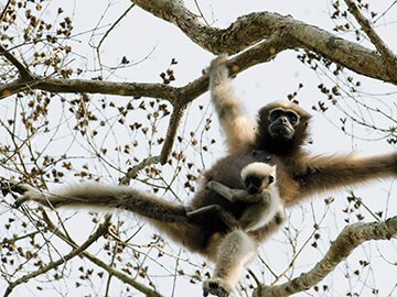 Monkey business: The thriving primates of Assam