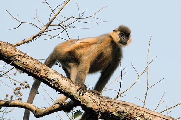 mg_82529_langur_280x210.jpg