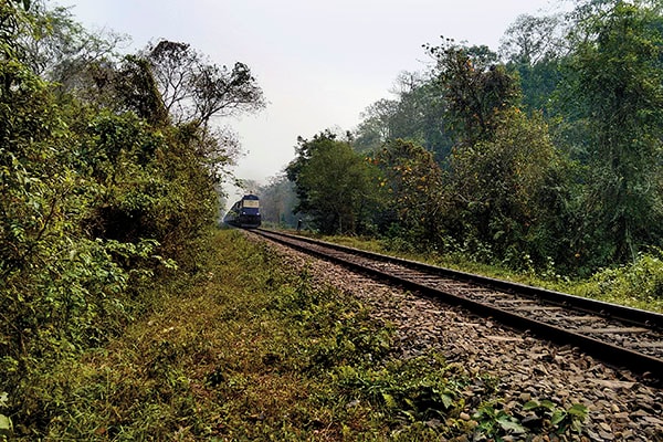 mg_82531_train_in_forest_280x210.jpg