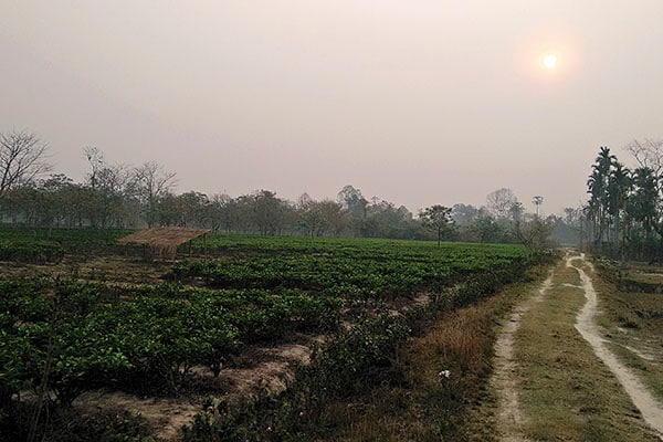 mg_82533_tea_plantation_280x210.jpg