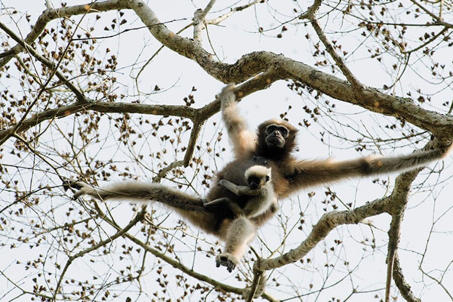 Monkey business: The thriving primates of Assam