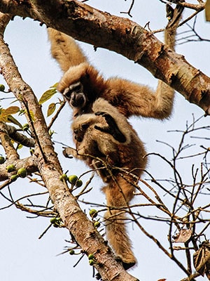 Monkey business: The thriving primates of Assam