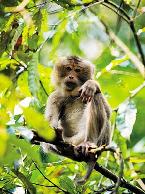 Monkey business: The thriving primates of Assam