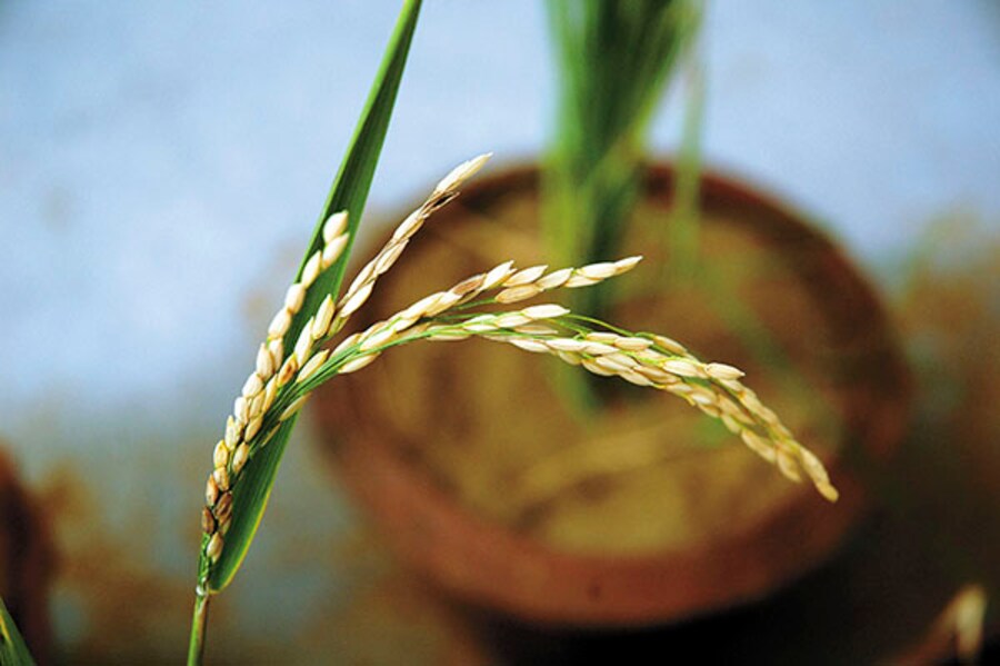 GM crops may hold key to fighting food crunch