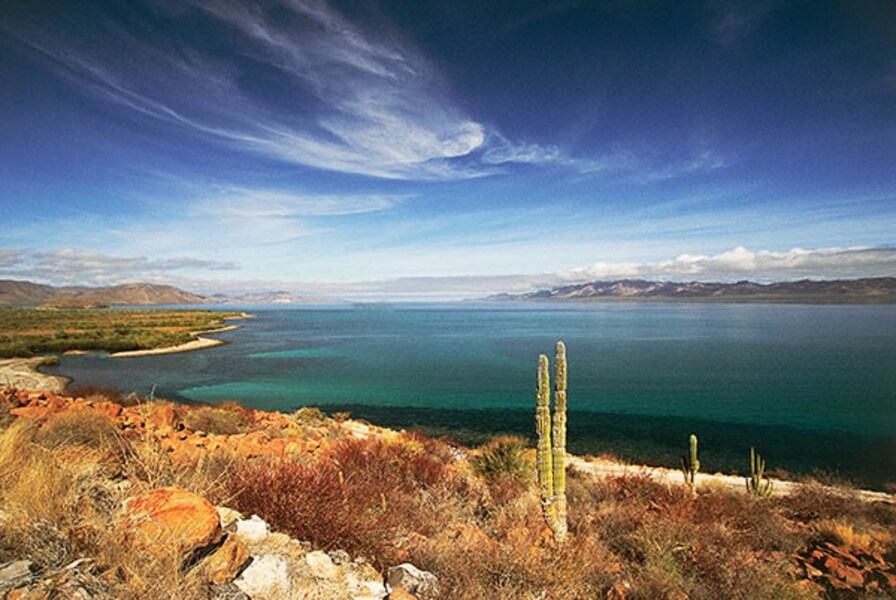 The whales of Baja California