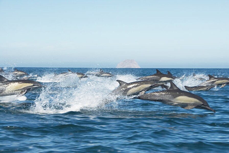 The whales of Baja California