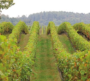 mg_81813_vineyard_280x210.jpg