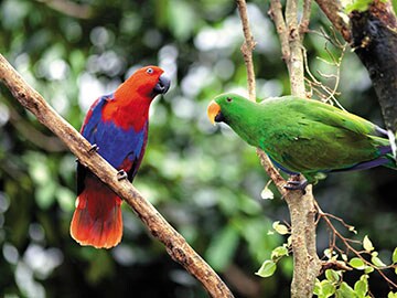 A flying visit: Bird-watching in Australia