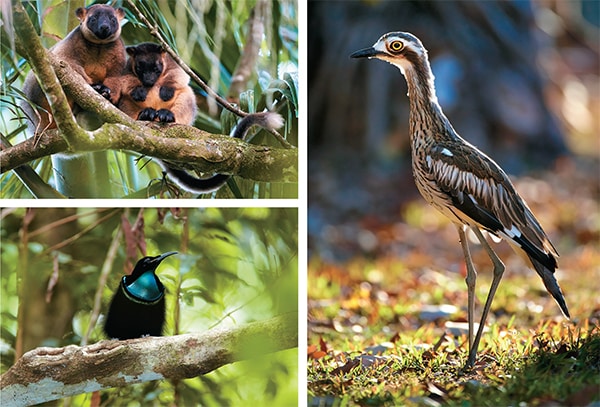 mg_85639_riflebird_280x210.jpg