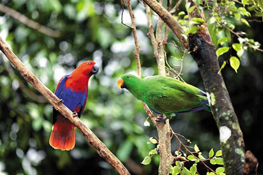 A flying visit: Bird-watching in Australia