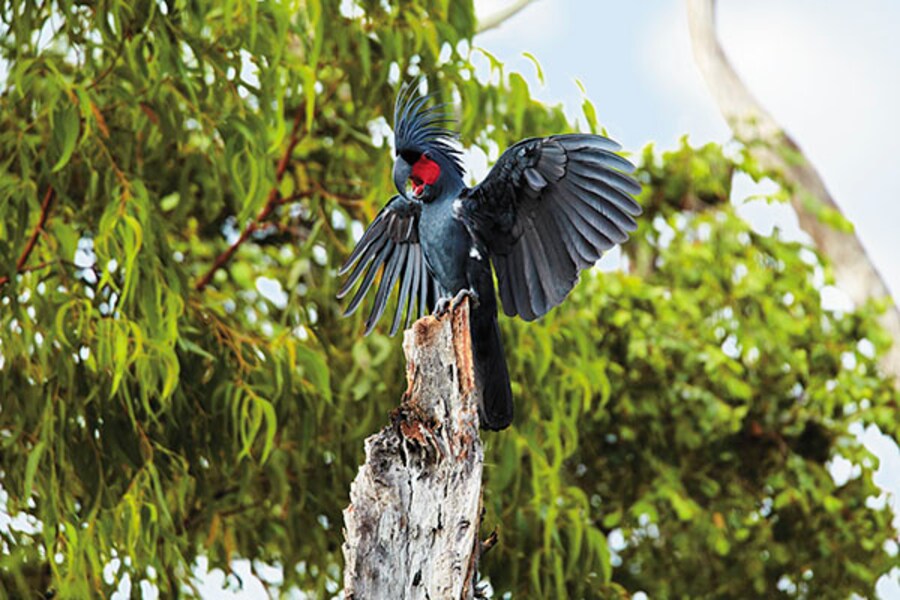 A flying visit: Bird-watching in Australia