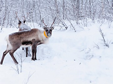 White noise: Silence of the Swedish Lappland