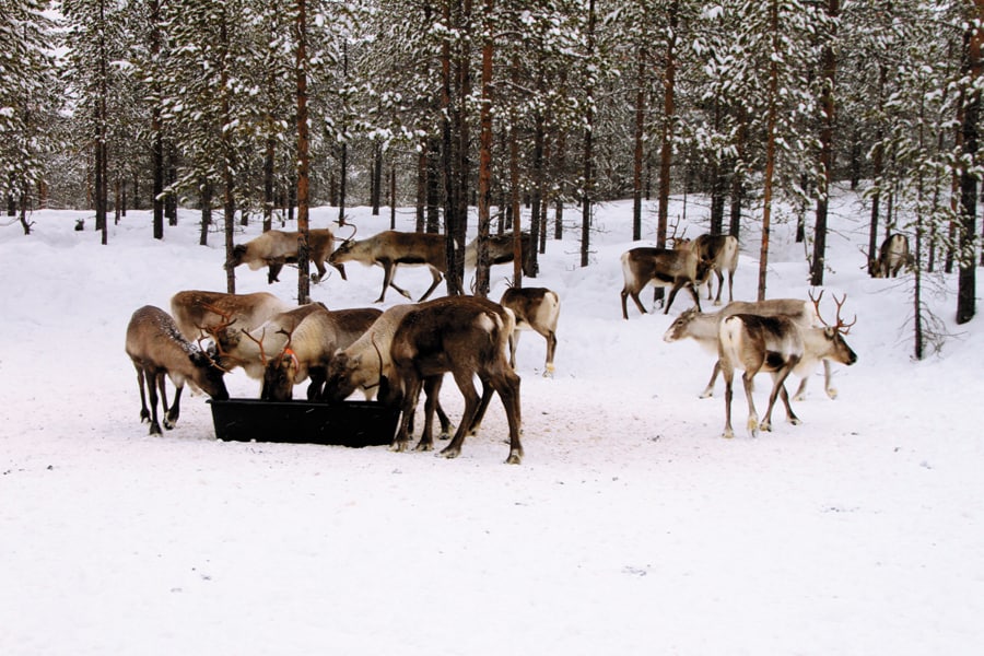 mg_89573_reindeer_farm_280x210.jpg