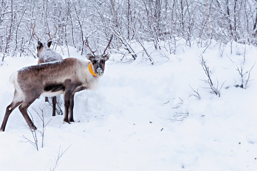 White noise: Silence of the Swedish Lappland