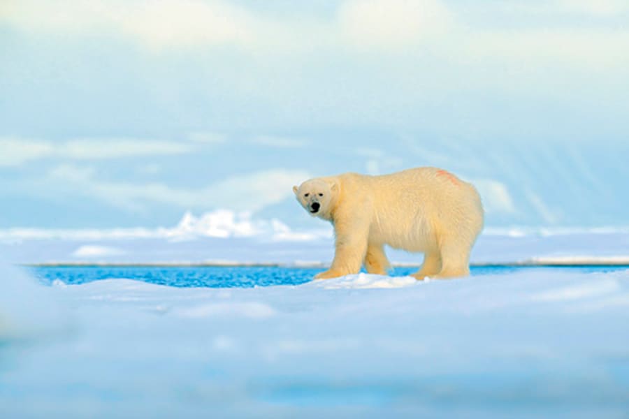 A journey to the end of the world: The Arctic Sea's Wrangel Island