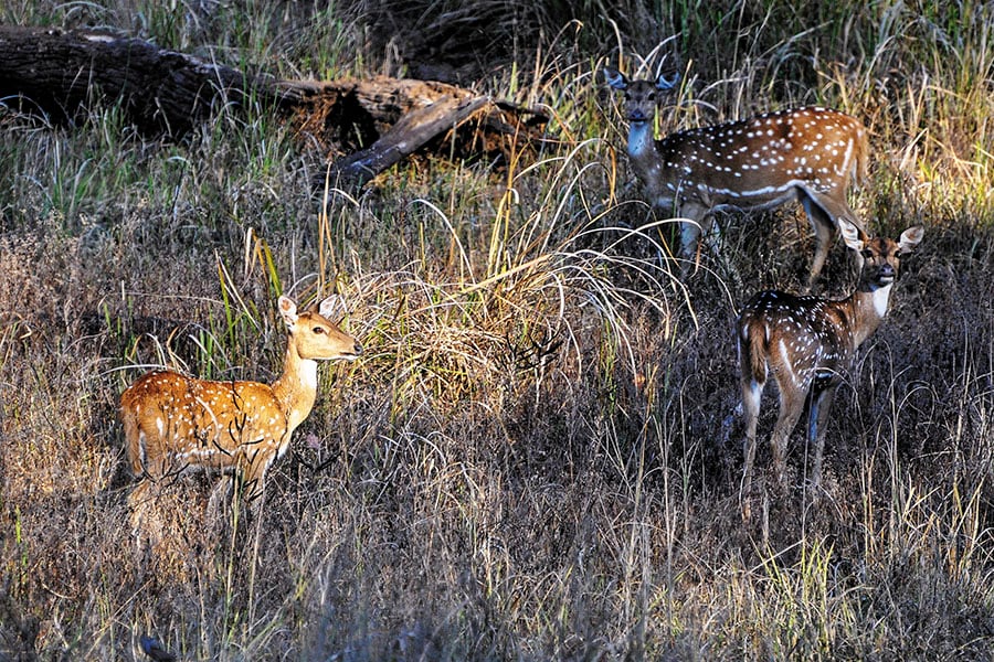 mg_95143_chital_280x210.jpg