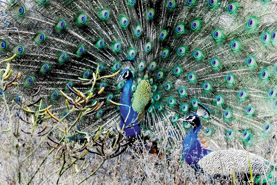 mg_95145_peacock_280x210.jpg