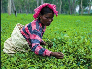 A new home of fine tea: Bihar