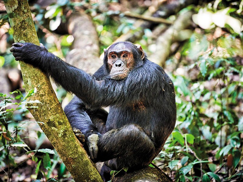 Primate tourism: A well-organised industry