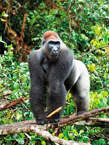 g_101371_silverback_gorilla_280x210.jpg