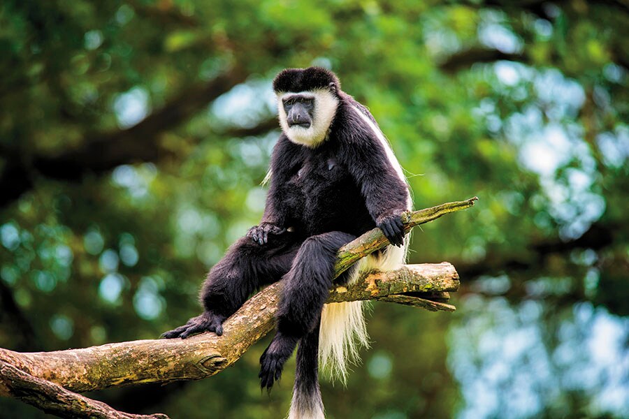 g_101379_colobus_monkeys_280x210.jpg