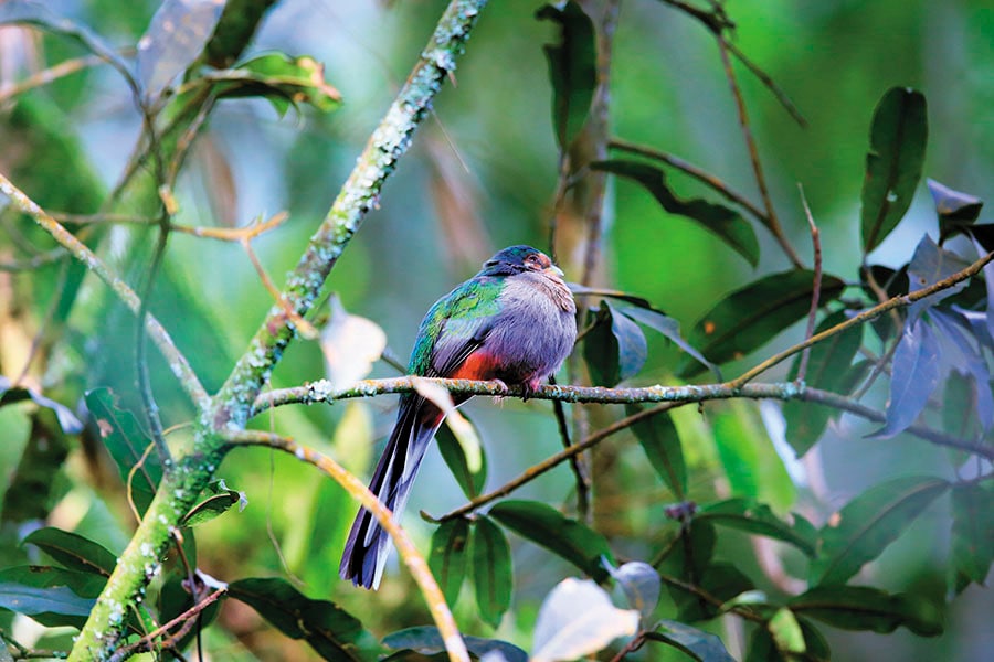 g_101381_narina_trogon_280x210.jpg