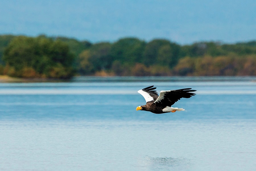 mg_92399_steller_sea_eagle_280x210.jpg